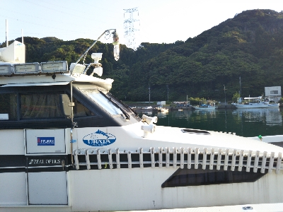 イルカイカメタル