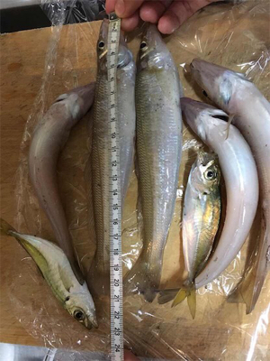 まだまだ渋い…