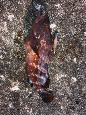 メバダート1インチ赤らめ。