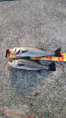 イワシ追いかけ辺りボイルだらけ