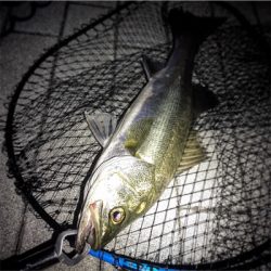 2日続けてオール（笑）