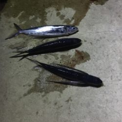 オヤジたちのアジ、メバ、エギング‼️