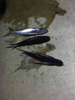 オヤジたちのアジ、メバ、エギング …