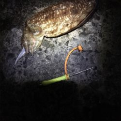 アオリイカ 釣行