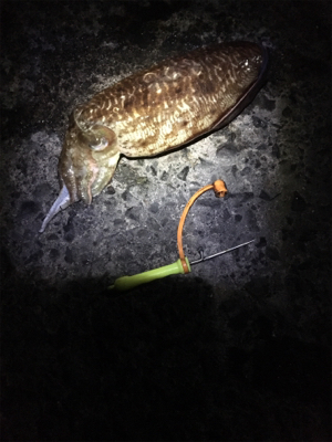 アオリイカ 釣行