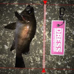 メバリング中にサバが