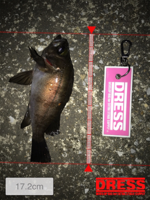 メバリング中にサバが