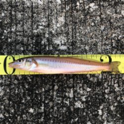 キス大漁でした