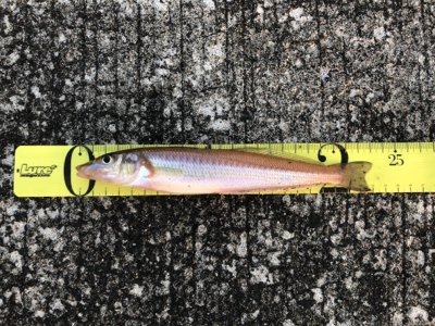 キス大漁でした