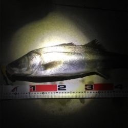 シーバスvs.エイ