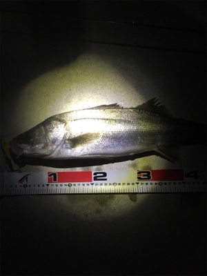 シーバスvs.エイ