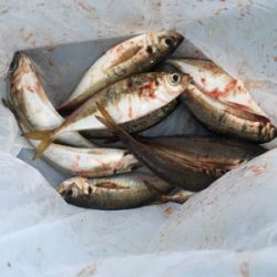 湾奥デイアジング