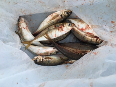 湾奥デイアジング