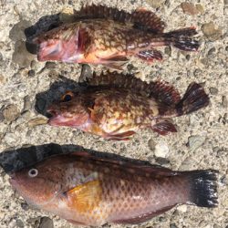 青物狙い→ブラクリへ