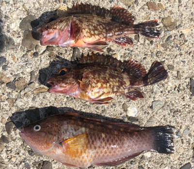 青物狙い→ブラクリへ