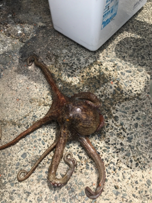 雑魚と外道だけで五目達成