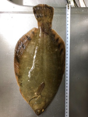 のんびりチョイ投げ&コマセなしサビ…