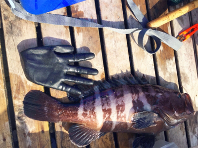 メタルジグで45cmのマハタがガツン（手漕…