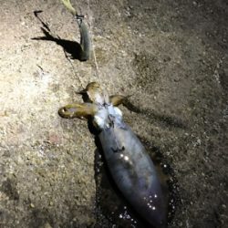 春アオリやけど…