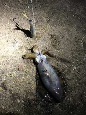 春アオリやけど…