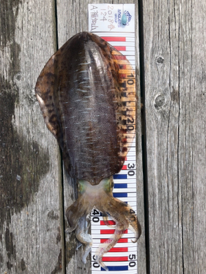 久方ぶりのキロアップ