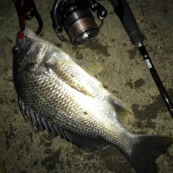 チ…キビレング…(釣行 其の弐拾伍)