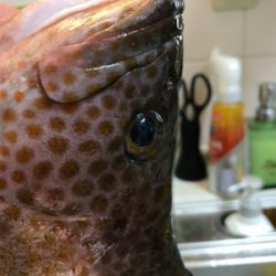 ロックフィッシュ