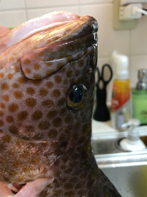 ロックフィッシュ