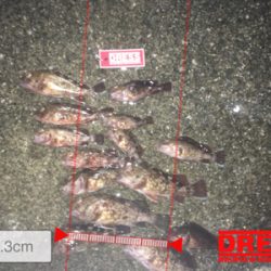 青物不発からのガシラ連発