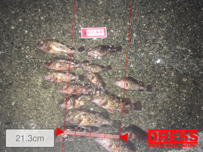 青物不発からのガシラ連発