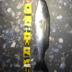 シーバスゲーム