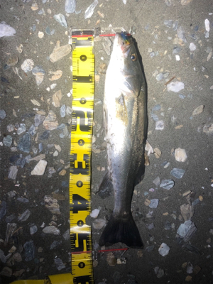 シーバスゲーム