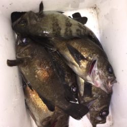 明石でメバリング