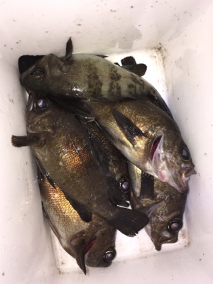 明石でメバリング