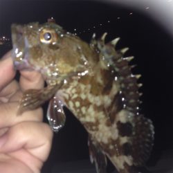 垂水漁港でガシリング