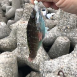 今回もイカを求めて