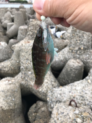 今回もイカを求めて