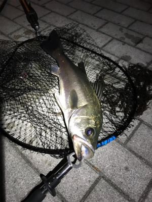 たった1本。ワンチャンス。