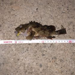 メバルを求めて