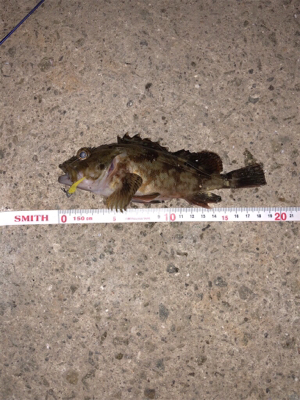 メバルを求めて