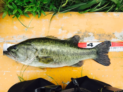 初ランカー！！ランカー！！