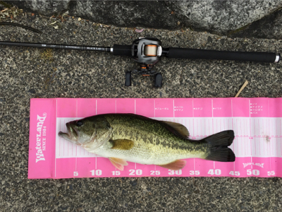 夕方になんとか取れました。