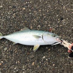 今年初青物キタ〜