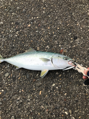 今年初青物キタ〜