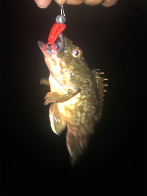 日課のナイトゲーム