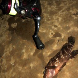 秋田火力ロックフィッシュ