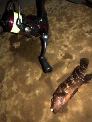 秋田火力ロックフィッシュ