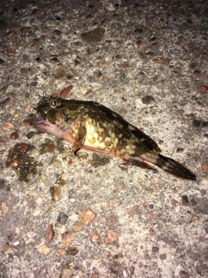 渋い！！！ガシラ1匹