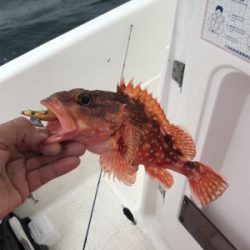 マイボートイカメタル調査？