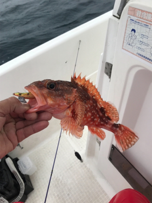 マイボートイカメタル調査？